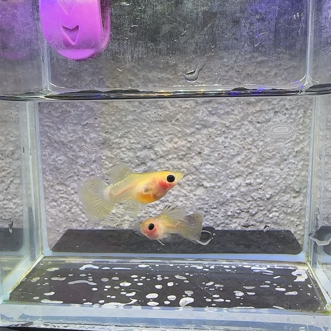孔雀鱼蛇纹粉猫。55号