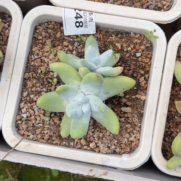 锦宸多肉～一物一拍2777