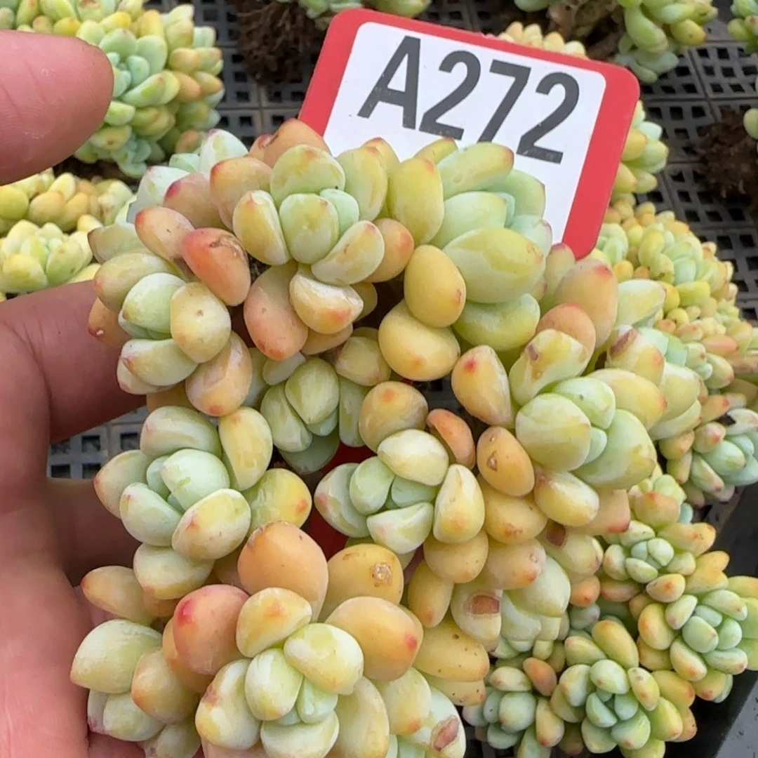 多肉植物一物一拍
