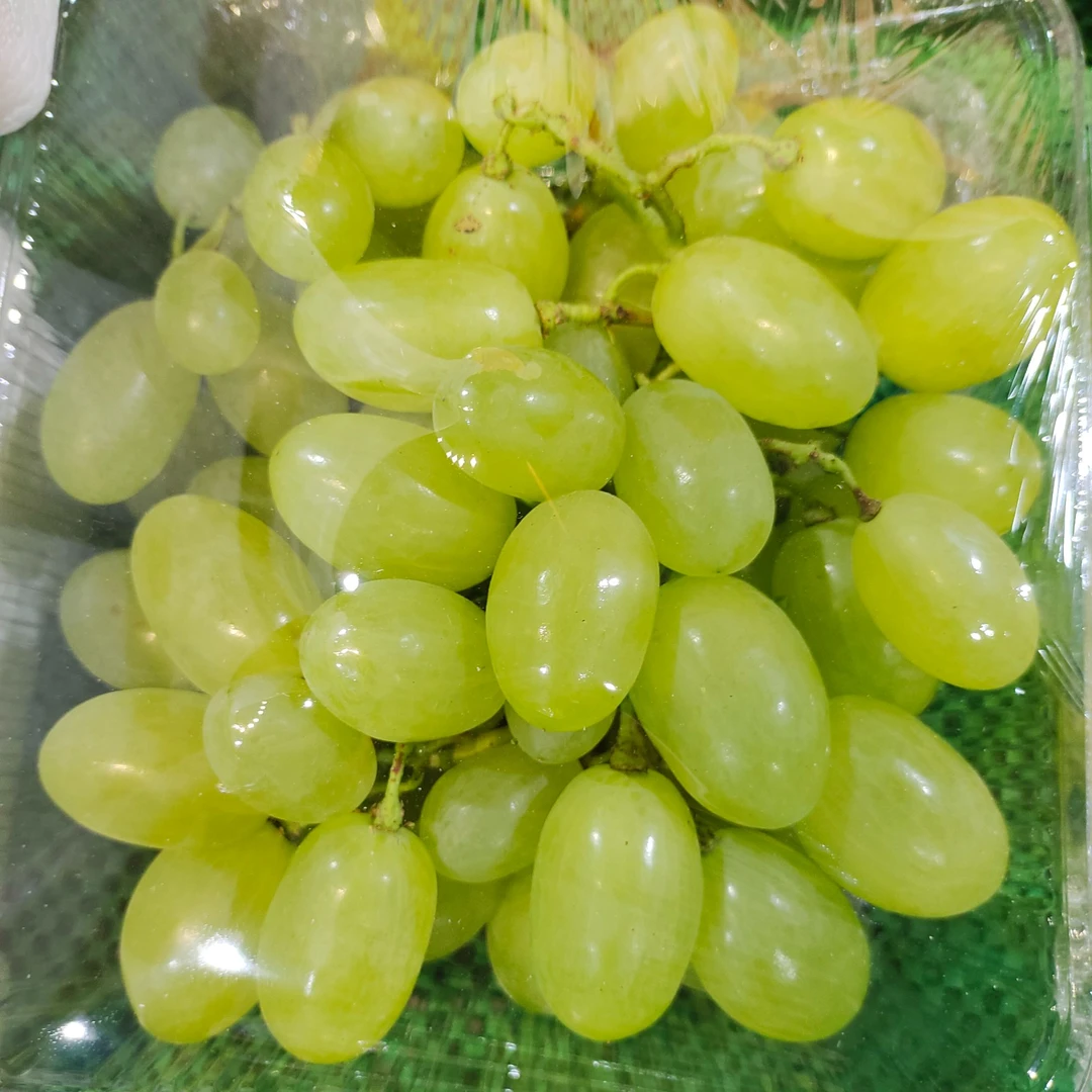 新鲜贵妃提子700g--990g左右13.8一斤山东省