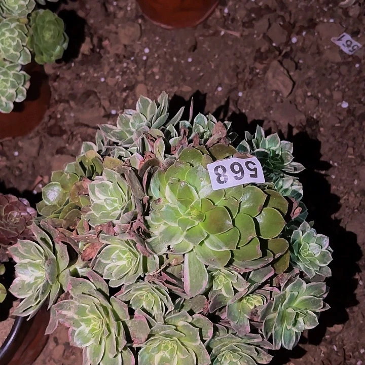 568万花筒多肉植物不售后