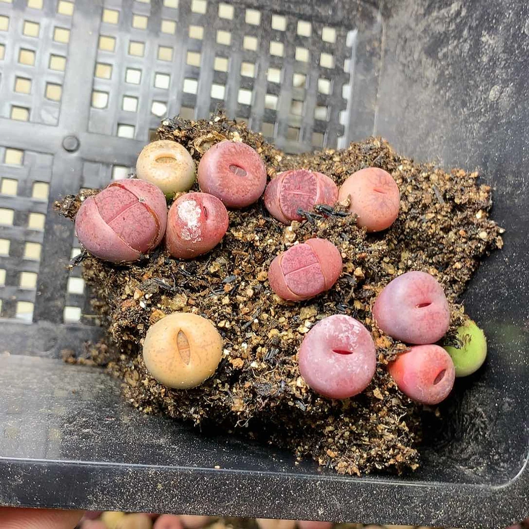 糖**宝H468多肉植物保护