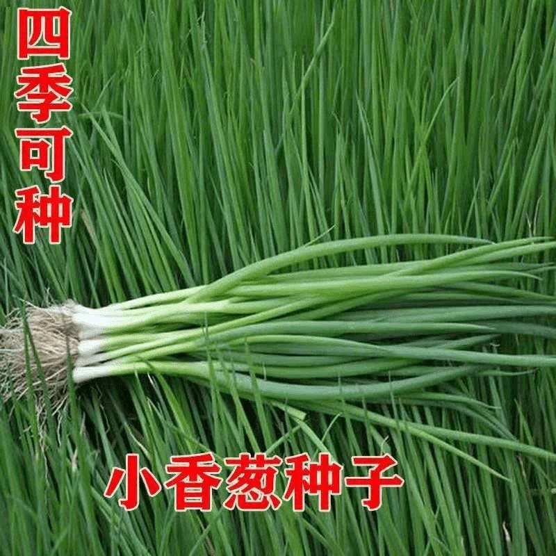 【全店5包包邮】四季小香葱种子四季易种小香葱阳台室内盆栽