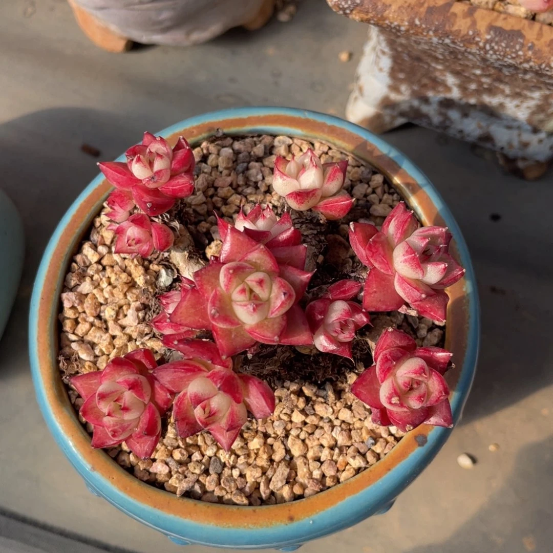 女王整装无砍老桩