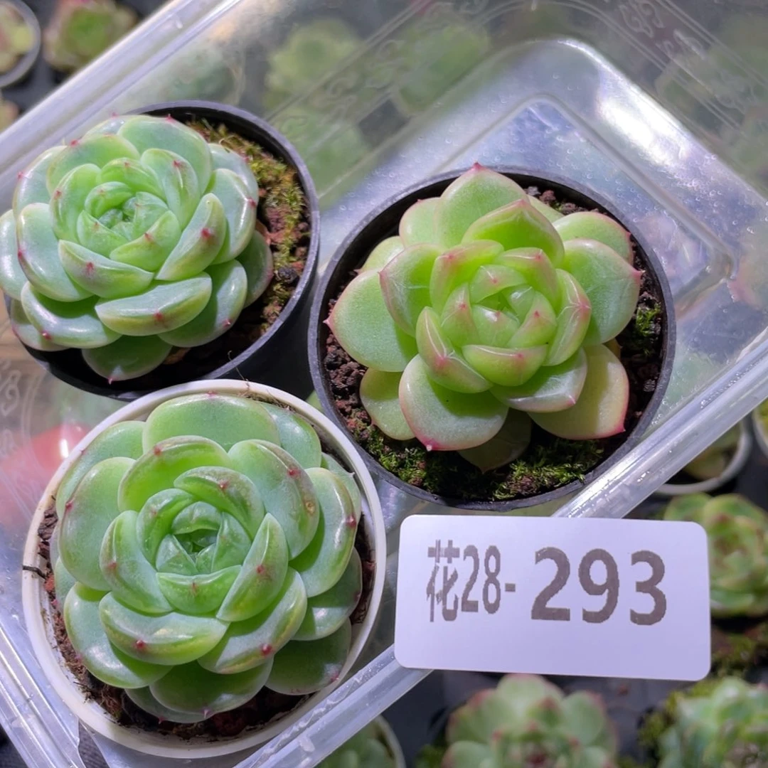 博***霖花利美28-293珍妮3颗