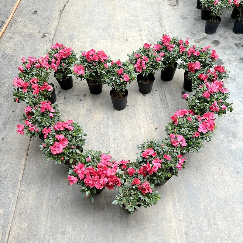 正宗杜鹃花苗盆栽花卉四季开花常青室内阳台紫色红色粉色西玛杜鹃