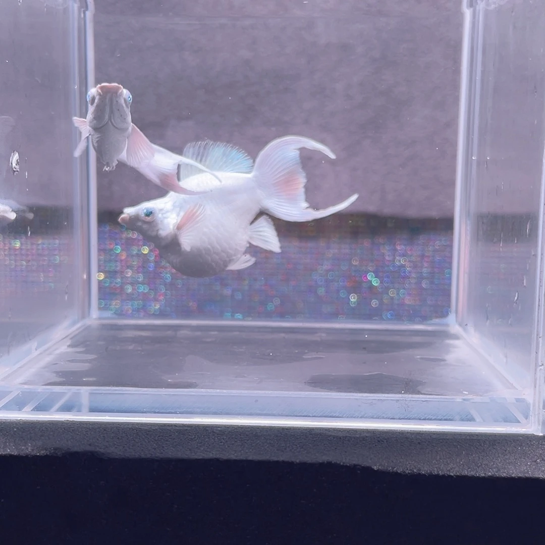 海水鱼原线燕子尾瓷白种鱼一对