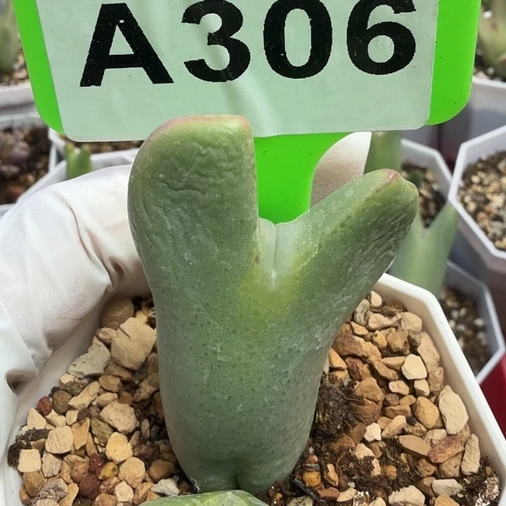 ****）306nnnnnnnnmmmmmmmmmmm