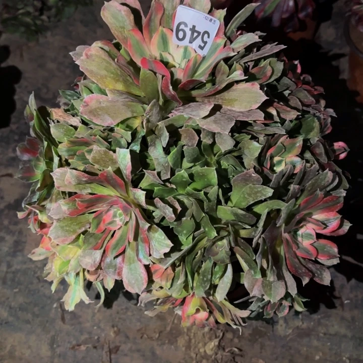 549光辉多肉植物不售后