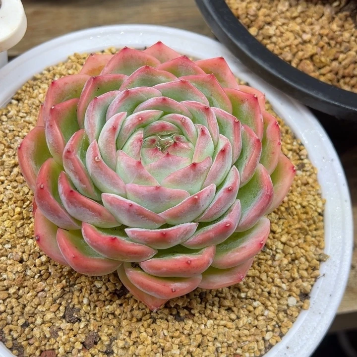 奶油泡芙 sp 夏鸣园艺