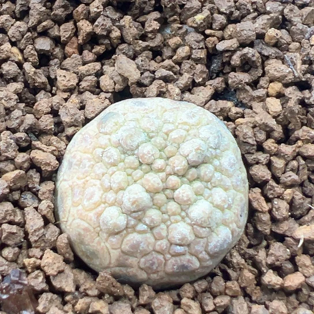 凝蹄玉 小方花圃一单包邮