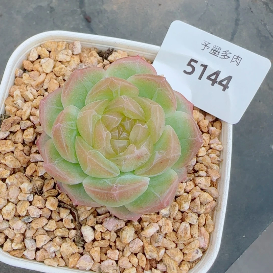 无尽灯，5144多肉植物