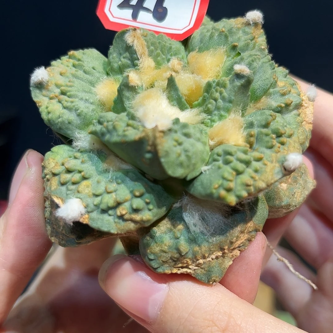 46号龙牙勾怒蓝白皮萝卜根