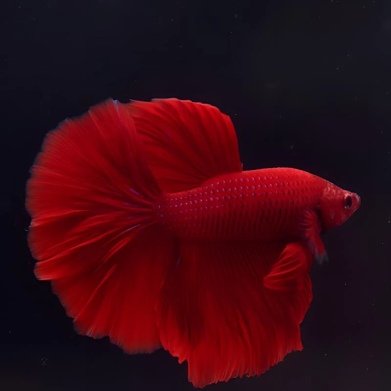 A（1—160号）旺旺水族泰国斗鱼观赏鱼好养耐活（直播间选鱼）