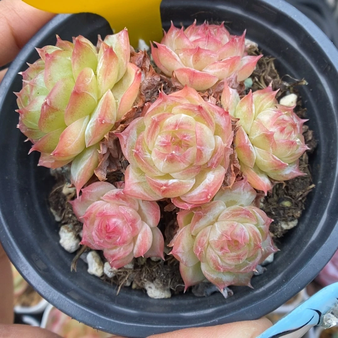 蔷薇珍妮群生876号。