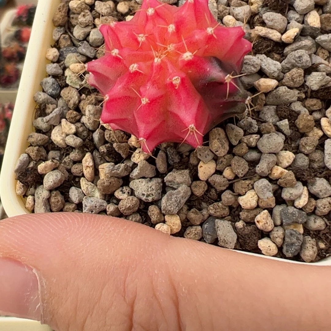 230 好看的米哈冲冲冲