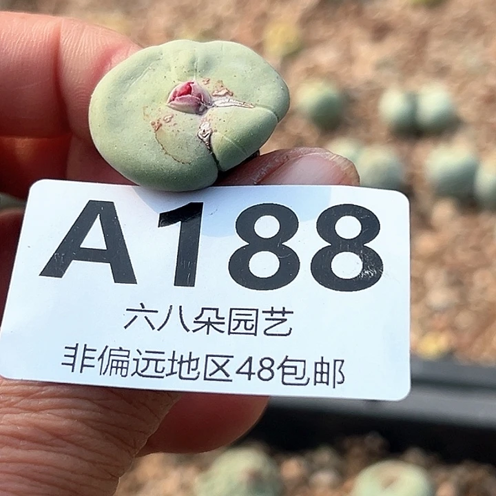 爱****师188号小红嘴多肉