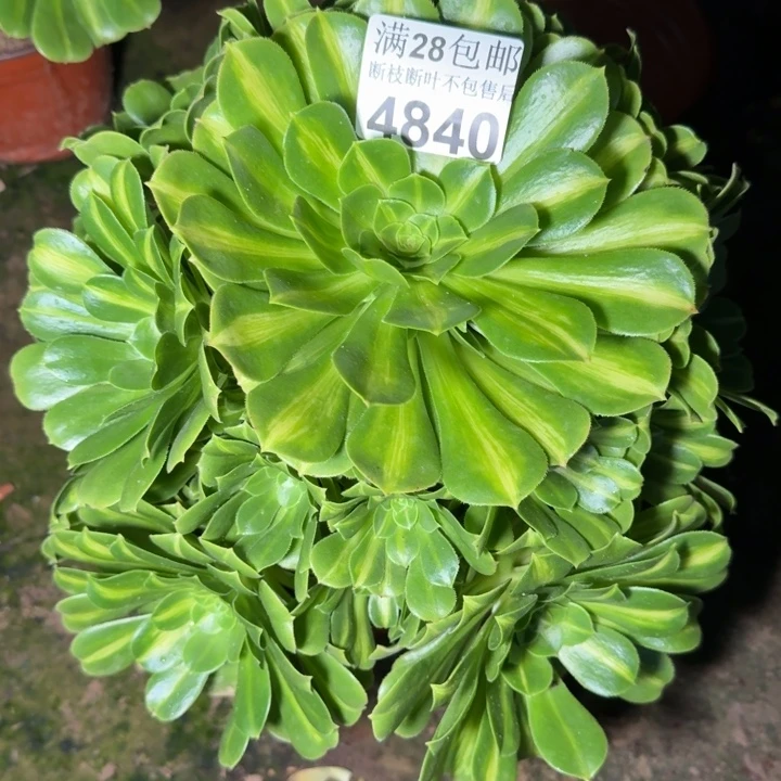 4840琉璃不包断枝