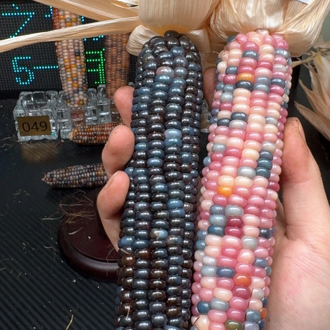 柏香籽/百香籽吊坠小****玩