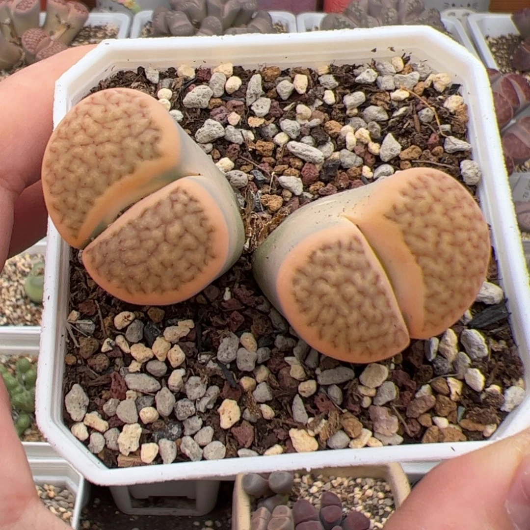 0245号生石锦 多肉植物