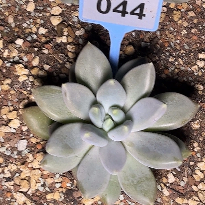 @***頭多肉植物胖体单头044