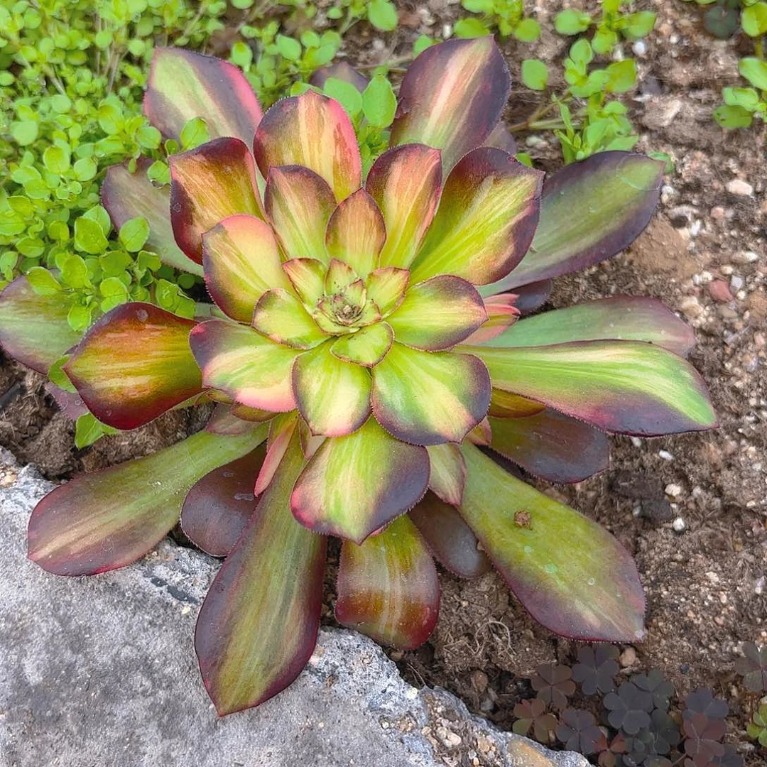 绍七彩手捧多肉植物