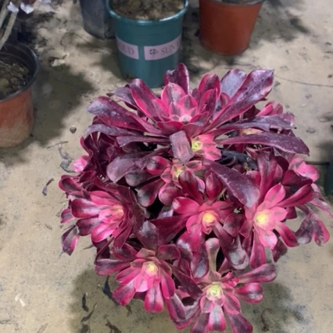 美杜莎多肉植物041