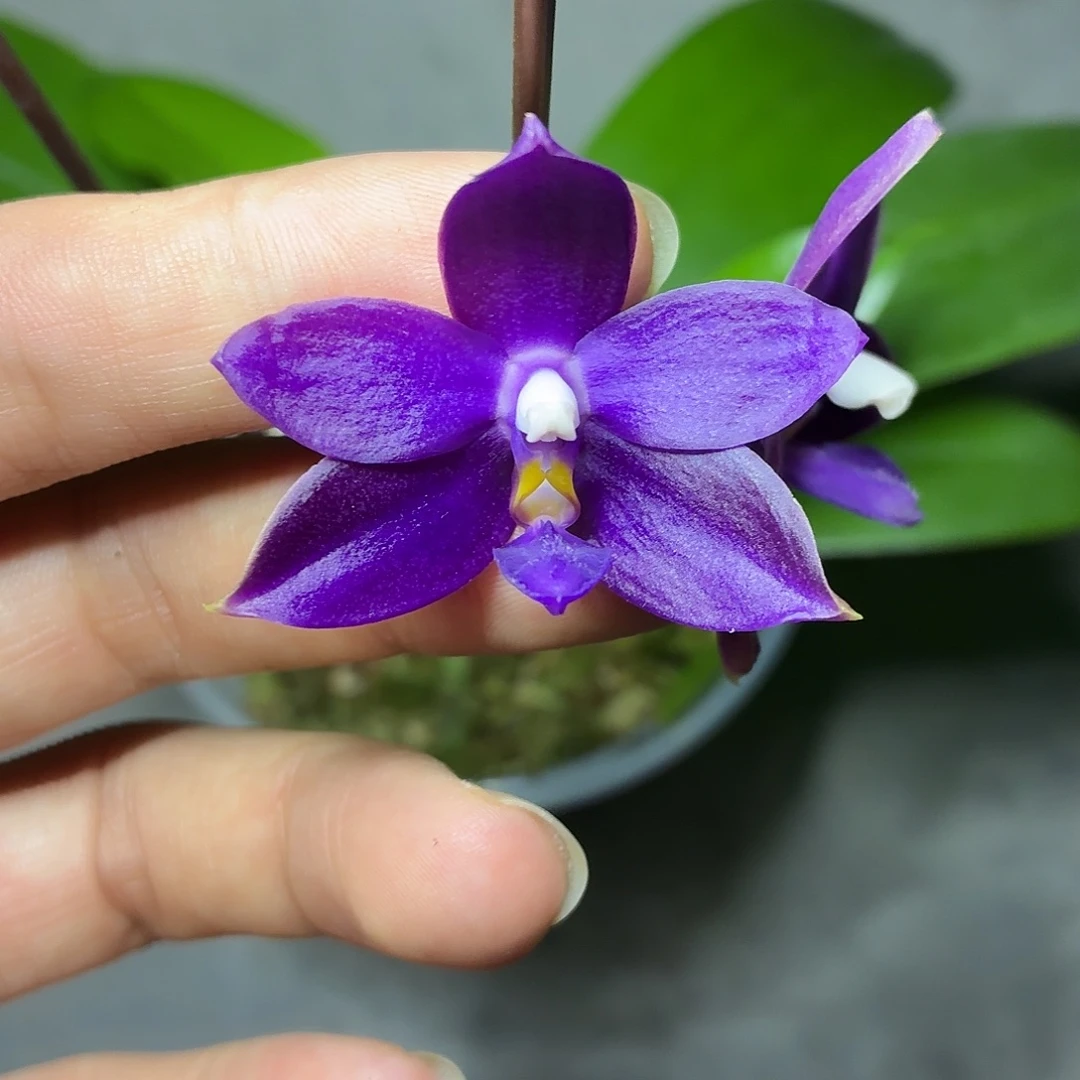 当前无花朵，栽培后可花朵A1692yss1230双苗