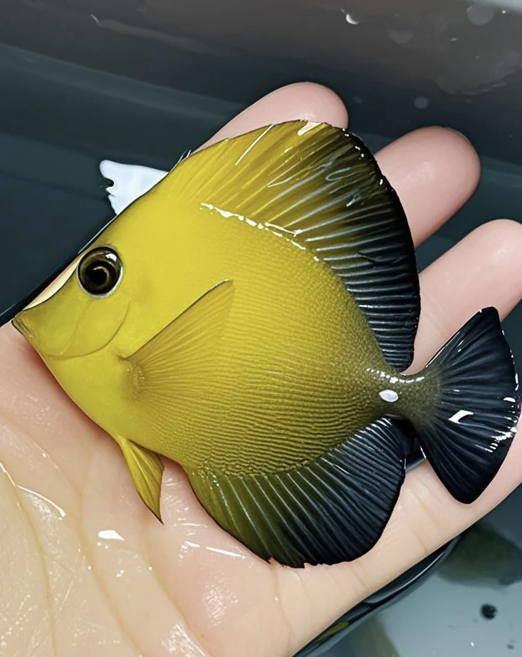 包邮价海水观赏鱼可留言备注