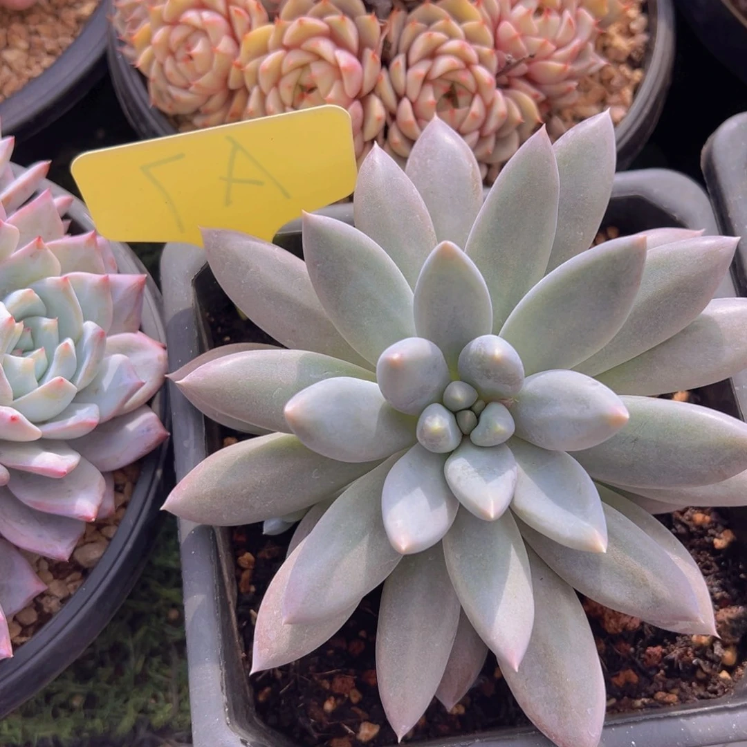 香玉的故事是一个人的故事