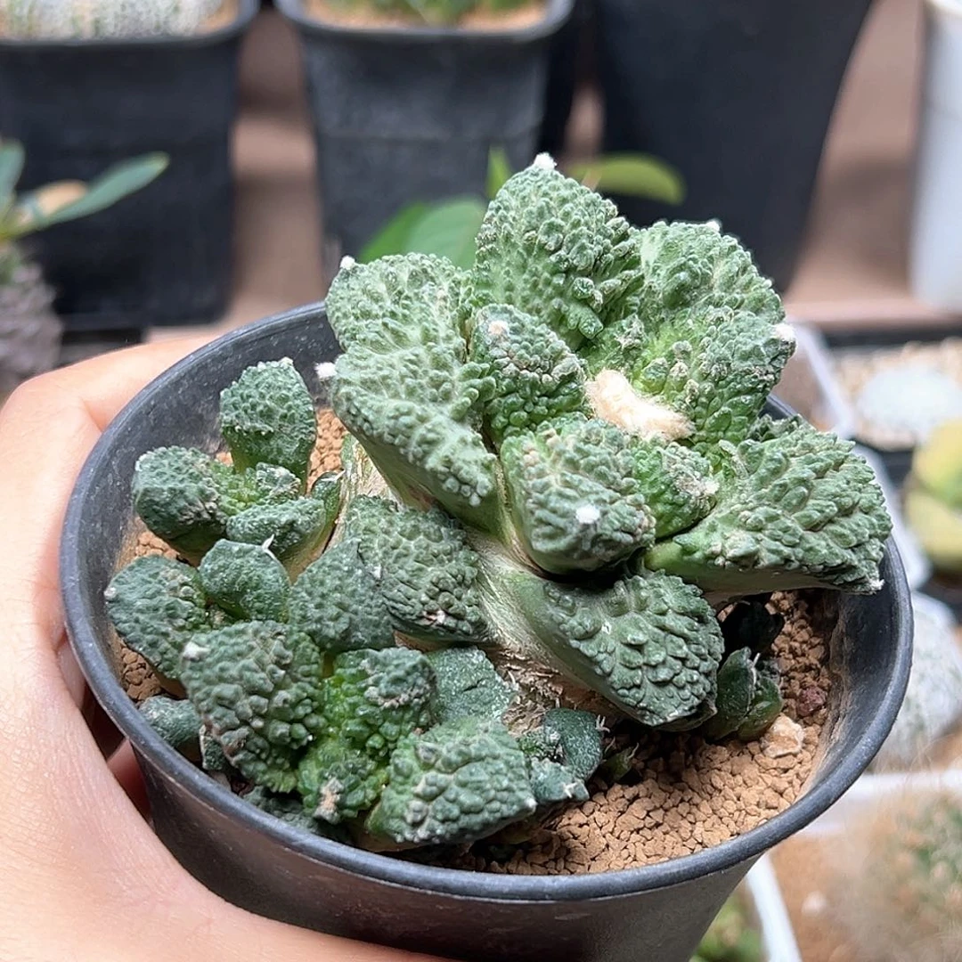无花朵多头哥斯拉牡丹自根带盆发货
