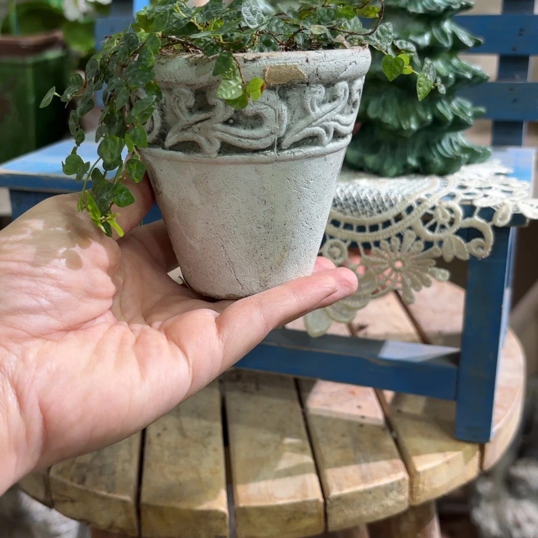 许纯的花房 迷你小盆