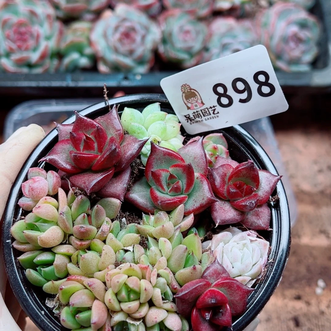 多肉植物多肉植物