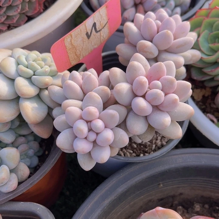 健健康康平平安安