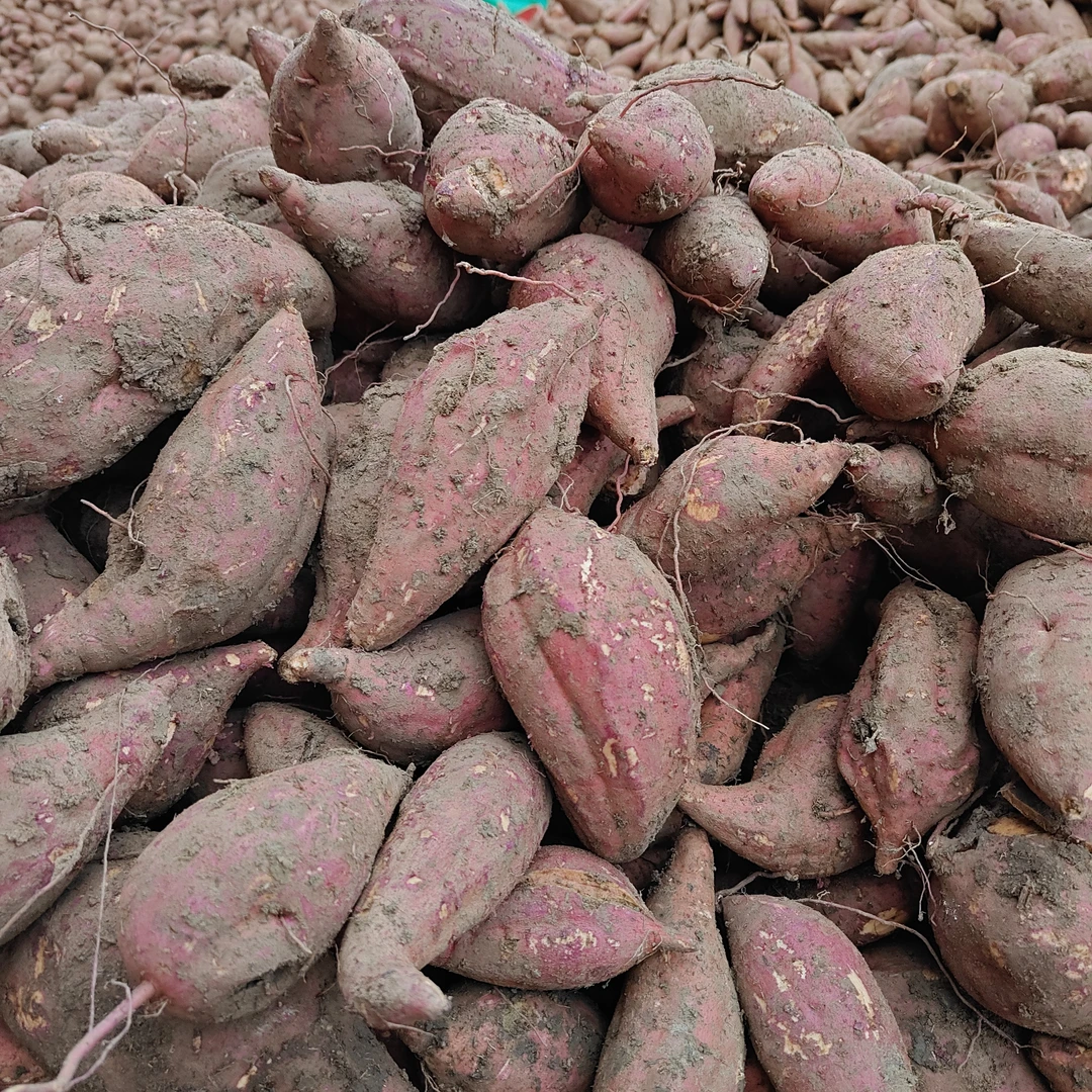 （六哥超市同款）新鲜现挖沙地西瓜红蜜薯软糯香甜熬粥蒸蒸好吃