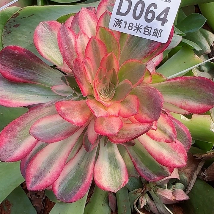 多肉法师黑魔锦多