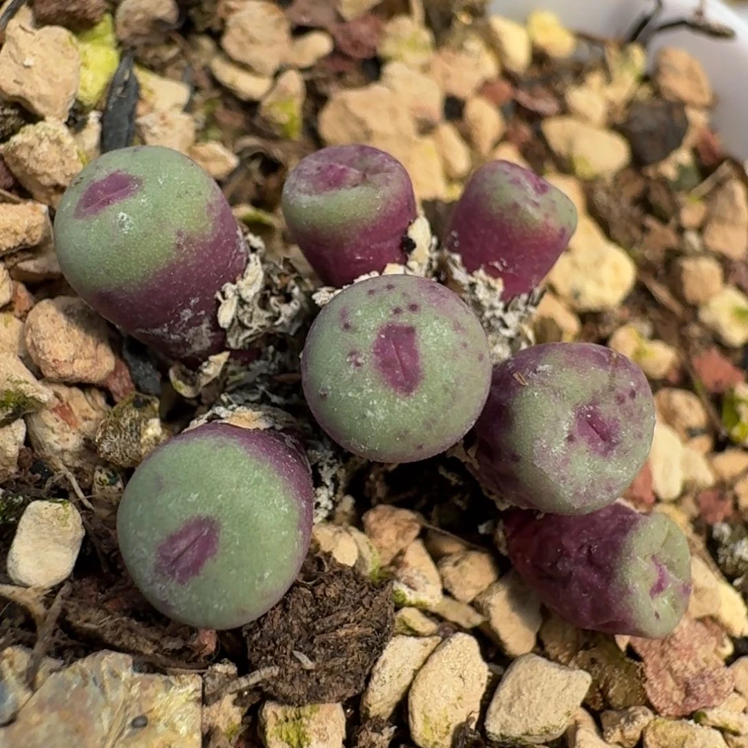 377小红嘴带盆585698580