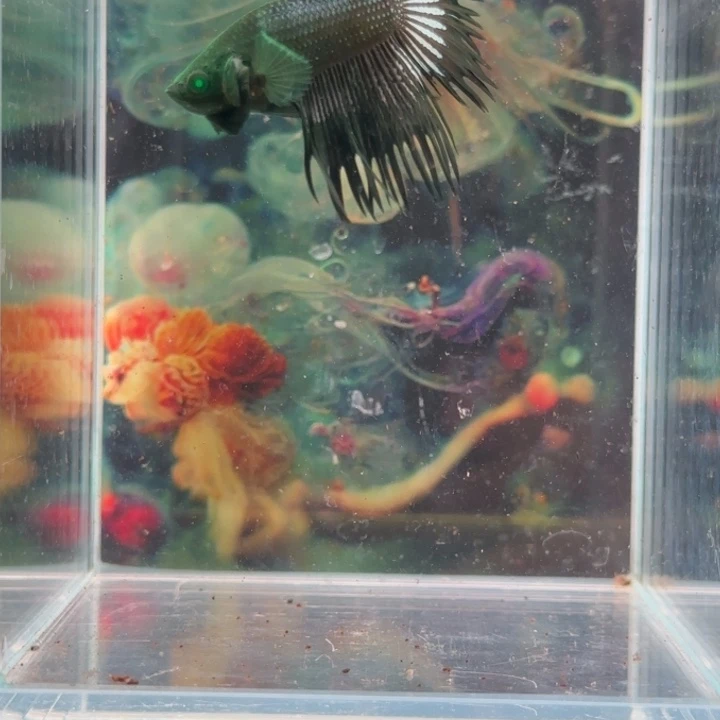 斗鱼我们就不会错过这些事