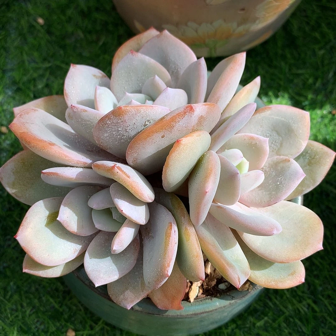 韩版奶茶13 公分一物一拍