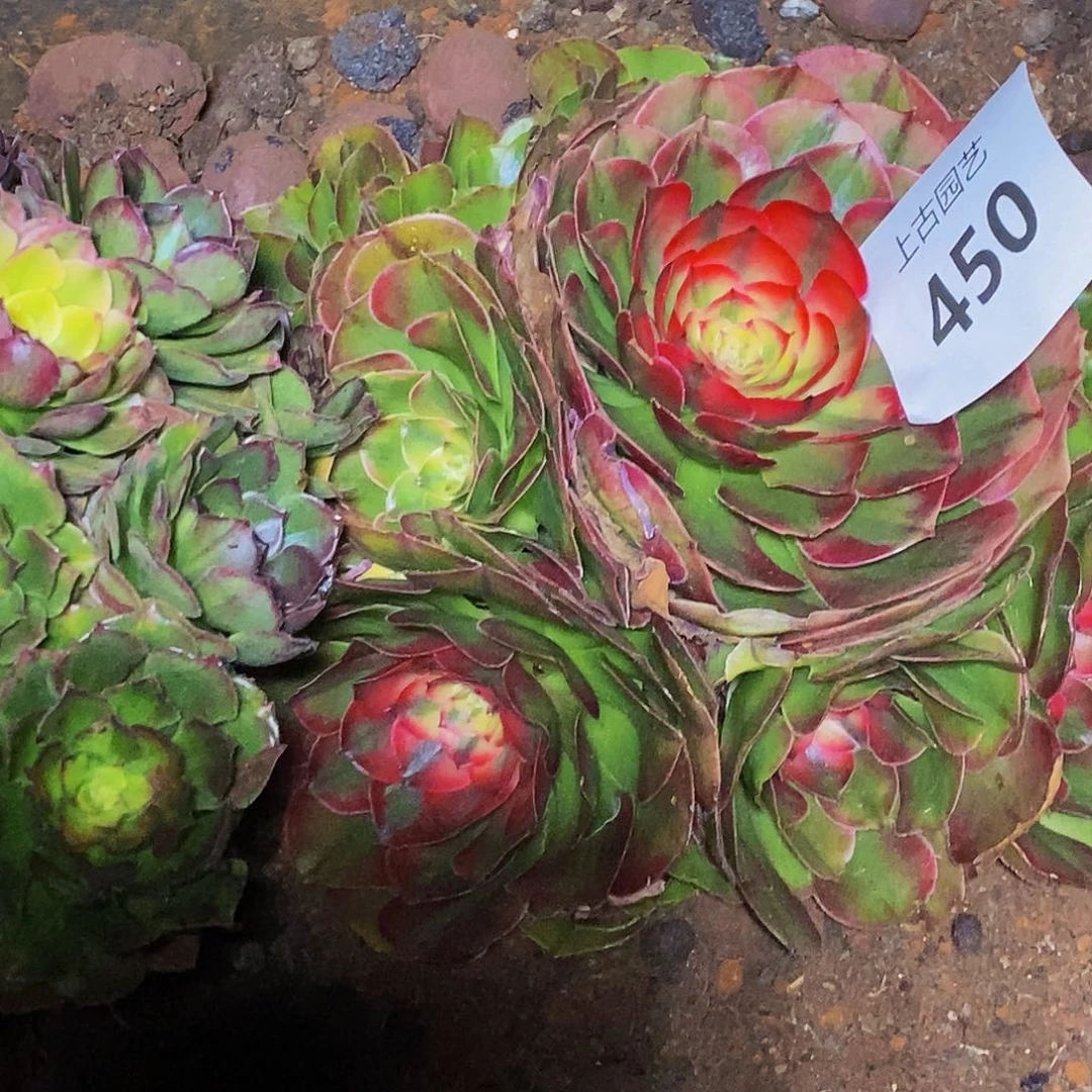 上古园艺多肉法师450