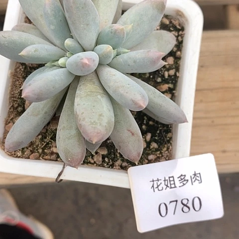 月***酒0780一颗哥特8888885