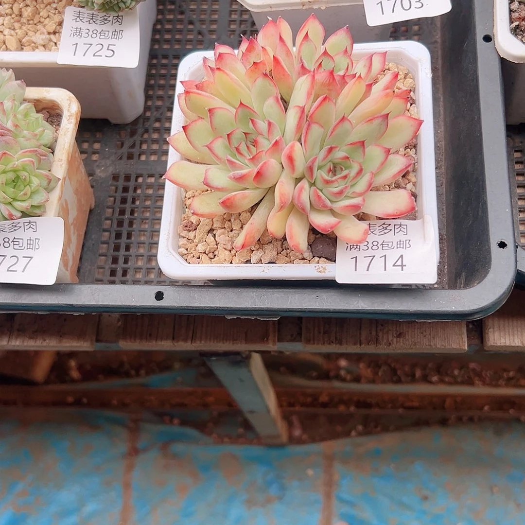 藏***阁多肉一物一拍植物1714