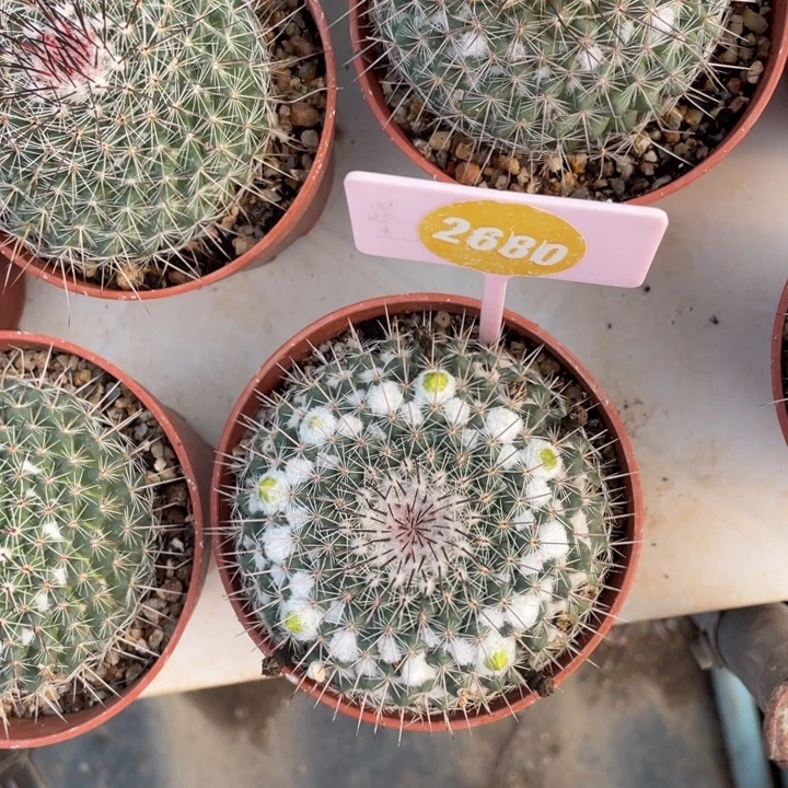 波***糖实生琳达26800000000