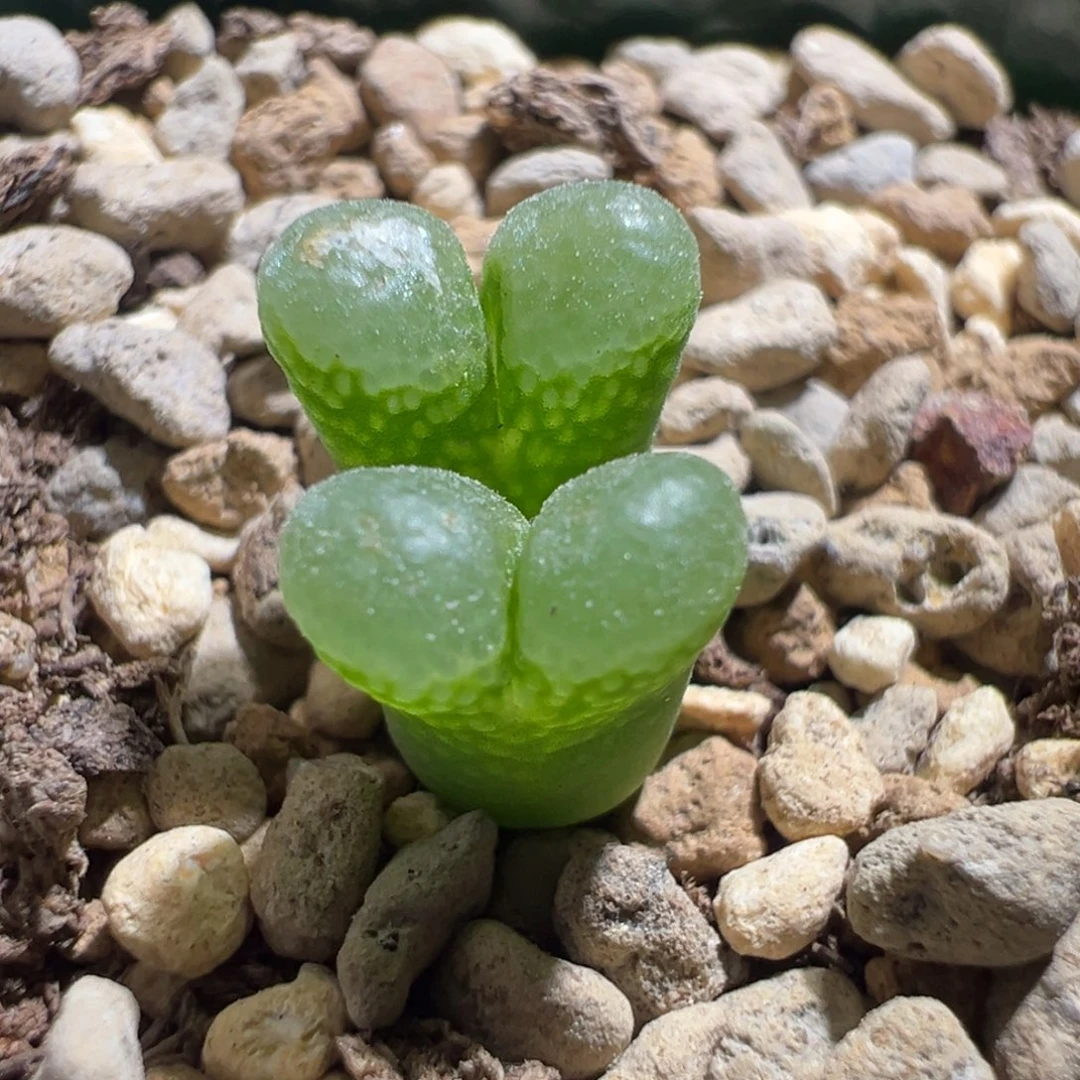 w194:下播福利。