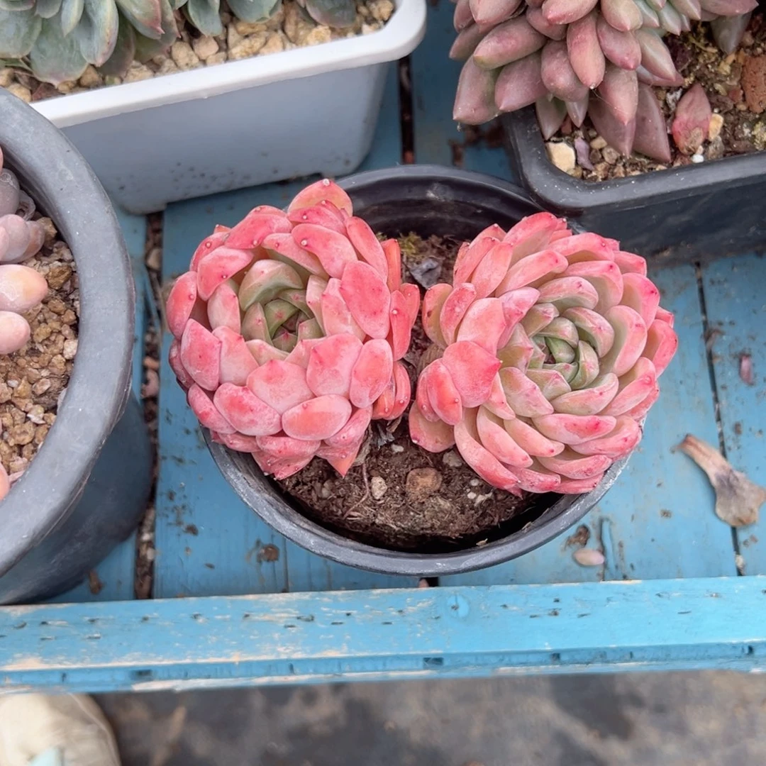 精品多肉植物老桩
