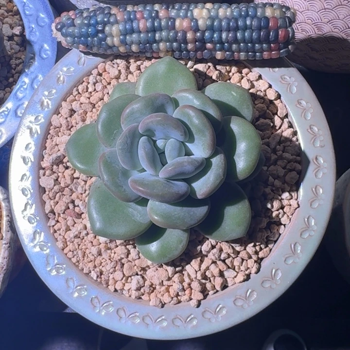 芒果冰 单头  一物一拍