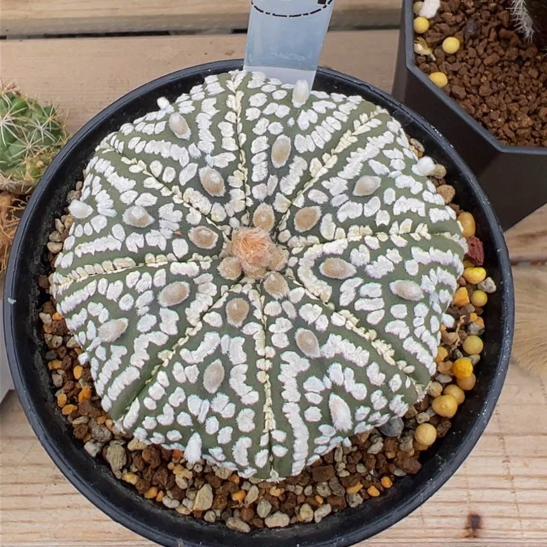 C****森94实生根多肉植物带盆土