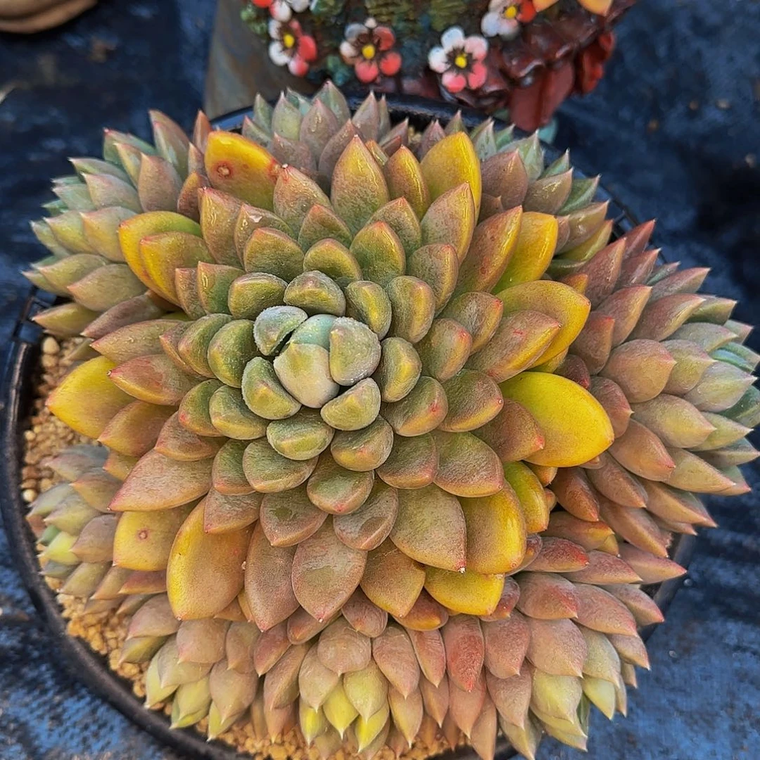 悟***9他哈怕他爸爸