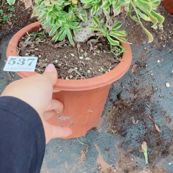 537夕颜缀化多肉植物满28包