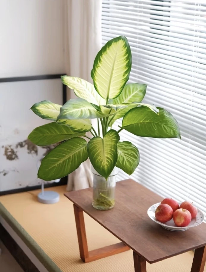 玛丽安白玉万年青室内办公室高颜值观叶绿植盆栽好养易活